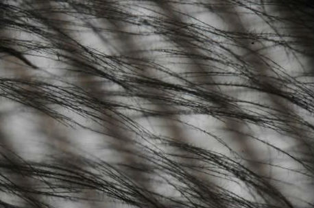 科學家研制出消音涂層 使風力發電機安靜工作